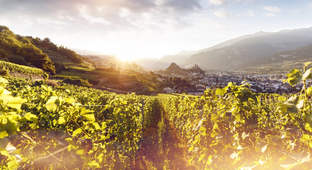 Zwitserland wijngaarden