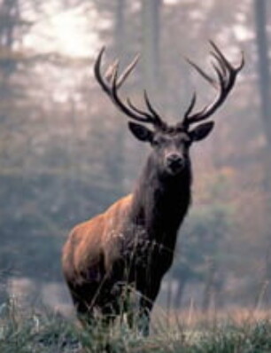 Start van het wildseizoen