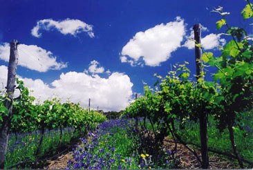 Australische Chardonnay wijngaard