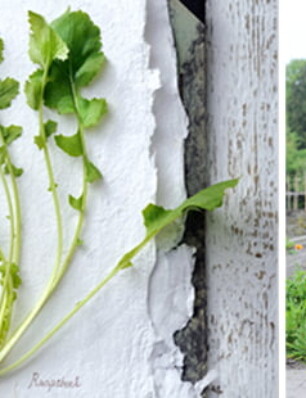 BLOG – voorjaar in mijn moestuin