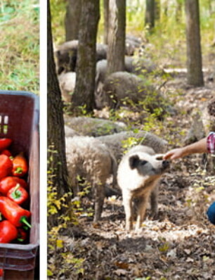 salami van het Mangalica varken