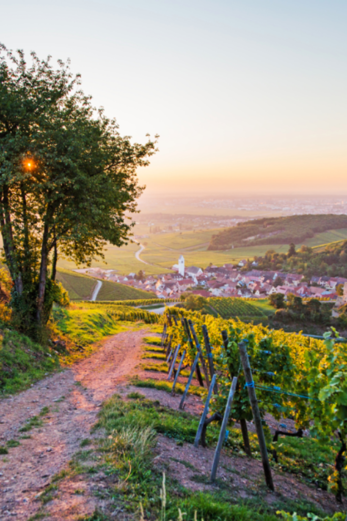 vin d’alsace – wijn met traditie