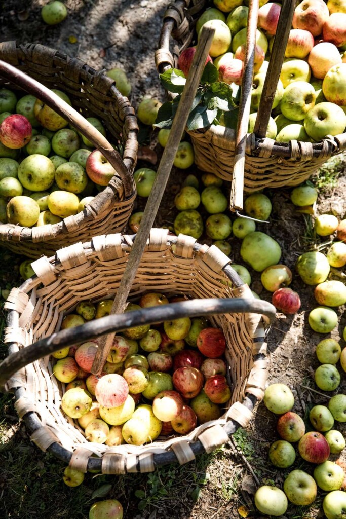 Even over dé cider van deze zomer: die maken de jongens van Elegast