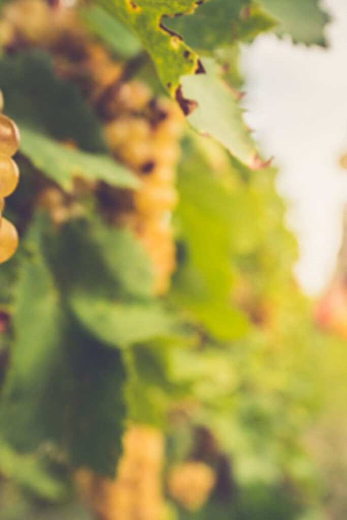 Een groeiende trend: natuurwijn, ofwel ‘vin naturel’