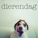 hondenkoekjes zalm | delicious