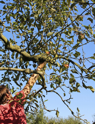 Cider is minstens zo veelzijdig als wijn (en dit zijn onze favorieten)