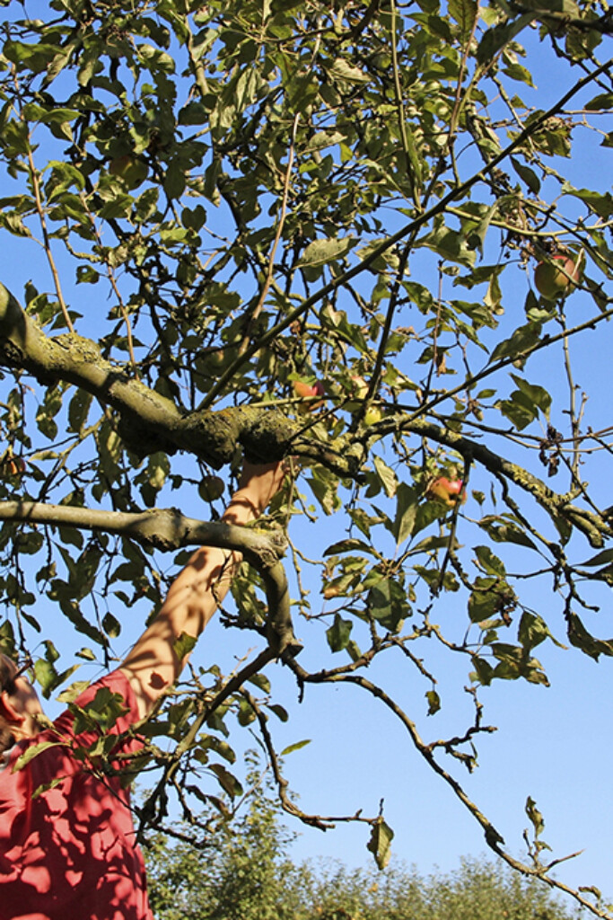 Cider is minstens zo veelzijdig als wijn (en dit zijn onze favorieten)