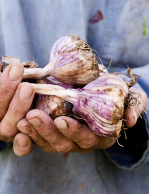 Alles over knoflook: dé onmisbare smaakmaker in de keuken