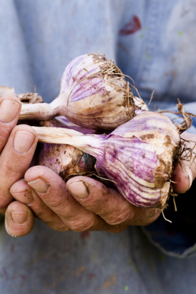 Alles over knoflook: dé onmisbare smaakmaker in de keuken