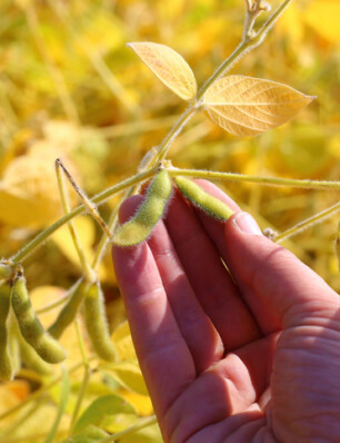 Mooi nieuw initiatief: Dutch Edamame, hartstikke Hollandse soja