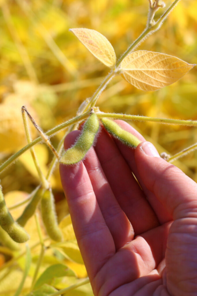 Mooi nieuw initiatief: Dutch Edamame, hartstikke Hollandse soja