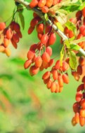 alles over barberry’s: de smaakmaker uit de Midden-Oosterse keuken