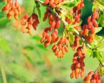 barberries - delicious