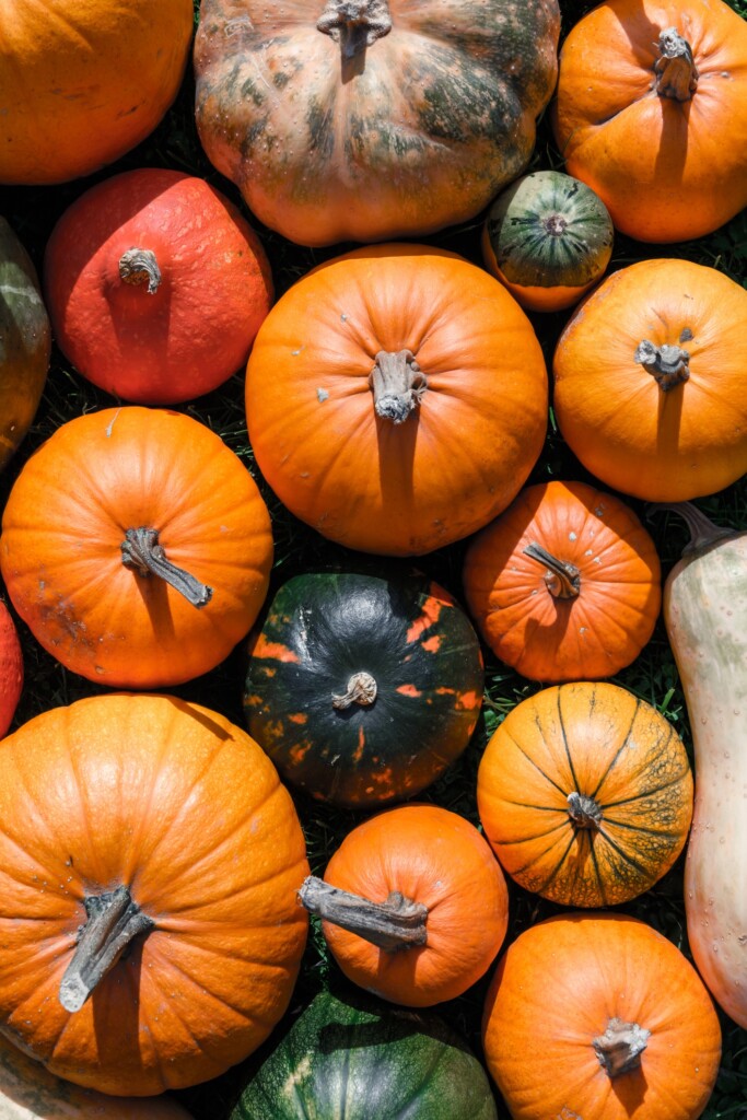 8x bijzondere pompoensoorten en wat je ermee kunt doen