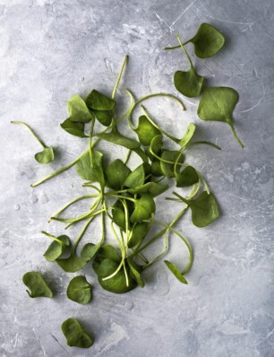 koken met postelein + 6 fijne recepten