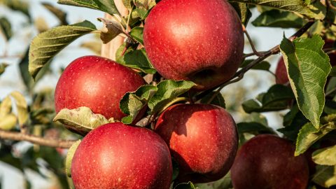 appel unsplash