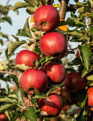 welke appel gebruik je voor appeltaart of appelmoes en welke neem je mee?