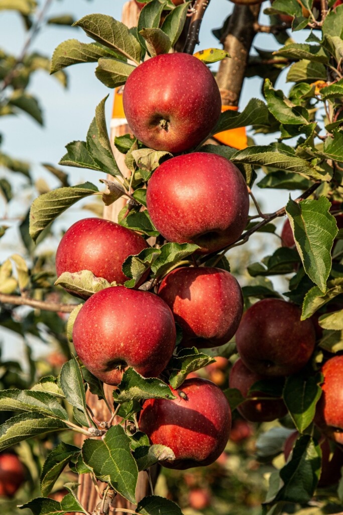 welke appel gebruik je voor appeltaart of appelmoes en welke neem je mee?