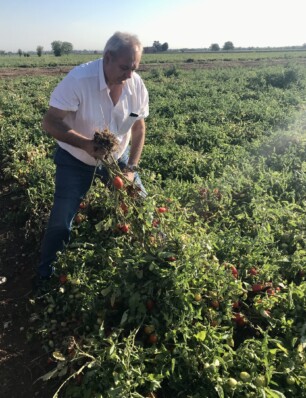 culi-redacteur Hester leerde alles over tomaten in blik in Italië: ‘In een dessert? Ik had het niet bedacht’