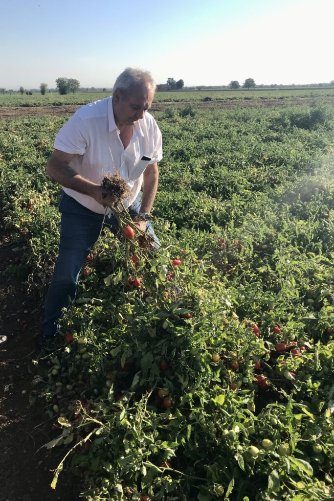 culi-redacteur Hester leerde alles over tomaten in blik in Italië: ‘In een dessert? Ik had het niet bedacht’