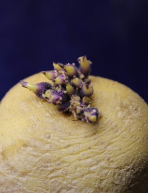 kun je aardappels met uitlopers nog eten?