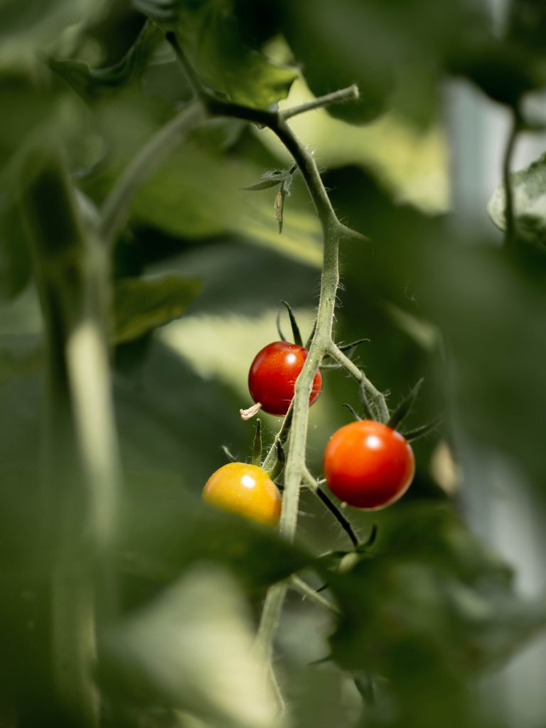 tomaten bewaren langer sappig