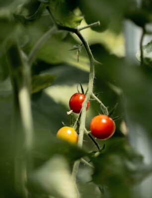 voor sappige tomaten werkt deze truc