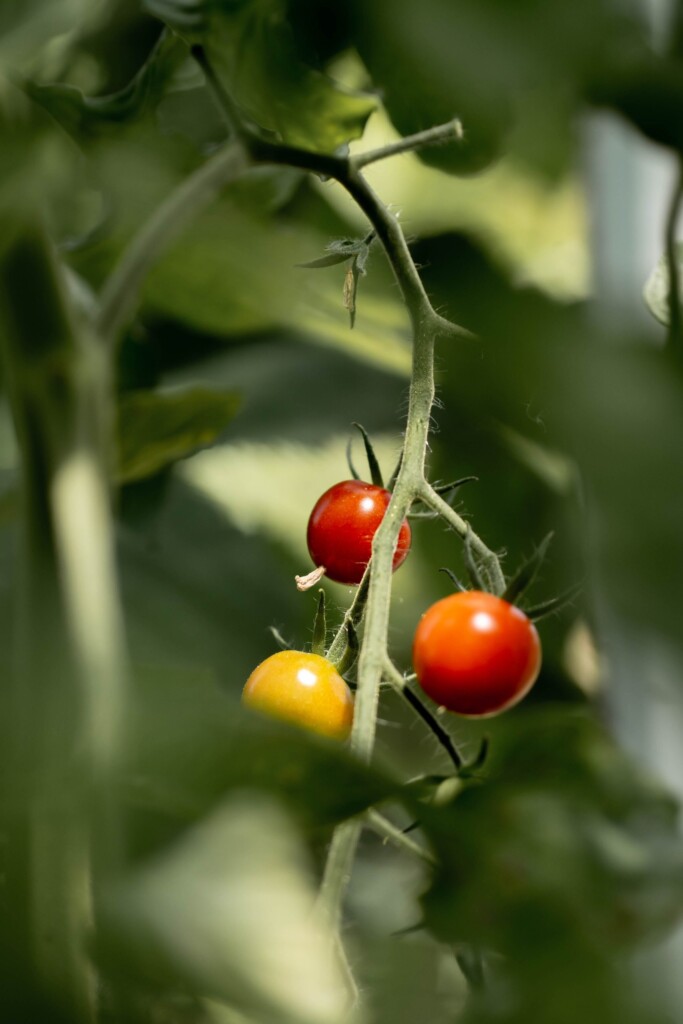 voor sappige tomaten werkt deze truc