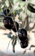 6 Italiaanse olijfsoorten om te onthouden