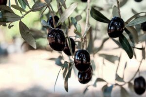 zwarten olijven aan de boom