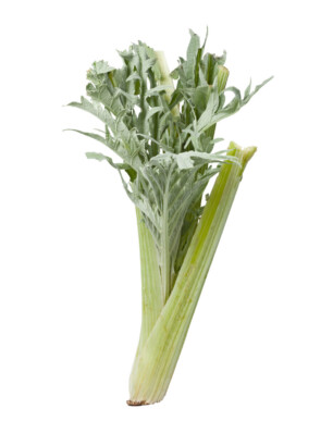 alles over kardoen: cynara cardunculus