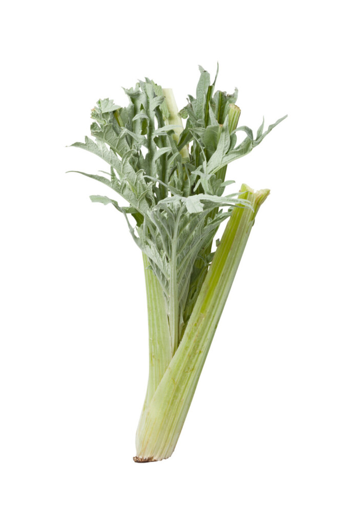 alles over kardoen: cynara cardunculus