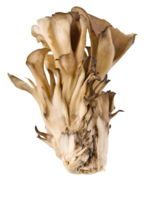 alles over eikhaas oftewel maitake