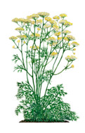 wat is asafoetida? Of ferula foetida & ferula assa-foetida?