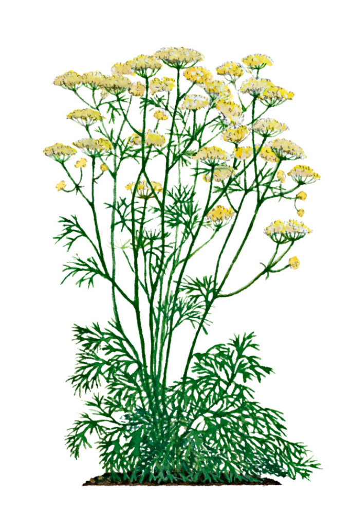 wat is asafoetida? Of ferula foetida & ferula assa-foetida?