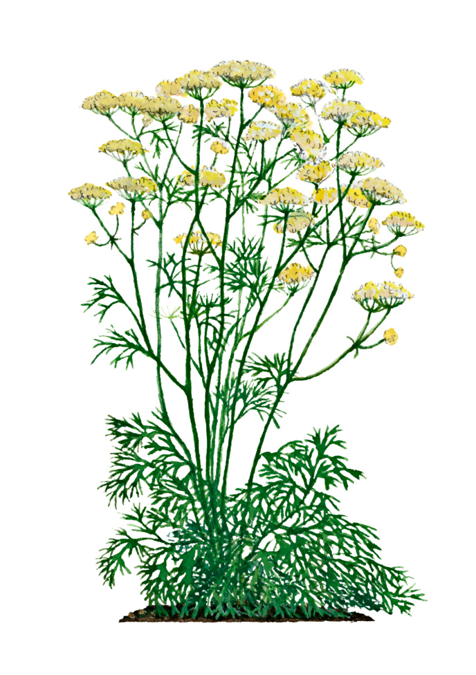 asafoetida wat is het